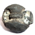 Maha Narsimha Shaligram