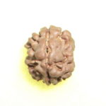 Collector 2 Mukhi Rudraksha