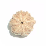 8 Mukhi Rudraksha