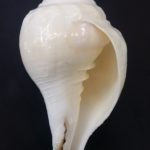 Vamavarti Shankh For Blowing