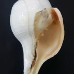 Vamavarti Shankh For Blowing
