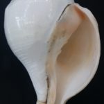 Vamavarti Shankh For Blowing