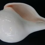Vamavarti Shankh For Blowing