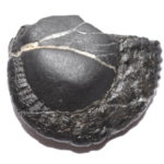 Radha Krishna Shaligram