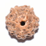 Collector 7 Mukhi Rudraksha