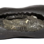 Akasha Narsimha Shaligram
