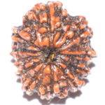 11 Mukhi Rudraksha