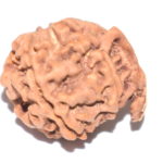 Ganesh Rudraksha
