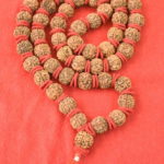 6 Mukhi Rudraksha Kantha - 55 Beads