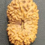 Collector 18 Mukhi Rudraksha