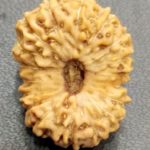 Collector 18 Mukhi Rudraksha