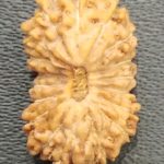 18 Mukhi Rudraksha