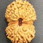 Collector 18 Mukhi Rudraksha