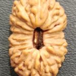 18 Mukhi Rudraksha