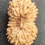 18 Mukhi Rudraksha
