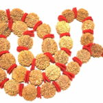 5 Mukhi Rudraksha Kantha - Rare Collector Size Java - 35 mm