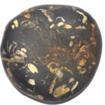 Dwarkadheesh Shaligram