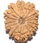 Collector 14 Mukhi Rudraksha