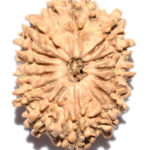 Collector 14 Mukhi Rudraksha