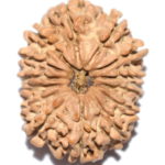 Collector 14 Mukhi Rudraksha