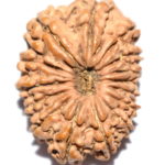 Collector 15 Mukhi Rudraksha