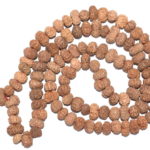 12 Mukhi Rudraksha Mala