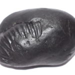 Kurma Shaligram