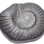 Kalpvriksha Shaligram