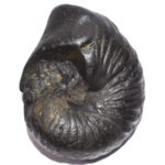 Laxmi Dhanvantari Shaligram