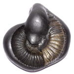 Ganesha Shaligram