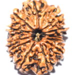Collector 12 Mukhi Rudraksha