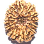 Collector 12 Mukhi Rudraksha