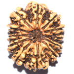 Collector 12 Mukhi Rudraksha