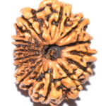 Collector 12 Mukhi Rudraksha