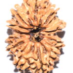 Collector 11 Mukhi Rudraksha