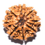 Collector 8 Mukhi Rudraksha