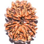 Collector 10 Mukhi Rudraksha