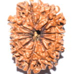 Collector 10 Mukhi Rudraksha