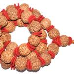 8 Mukhi Rudraksha Kantha - Rare Collector Size - Java