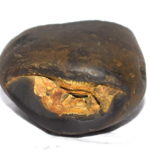 Matsya Shaligram