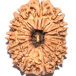Collector 14 Mukhi Rudraksha