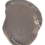 Matsya Shaligram