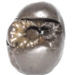 Balashali Rama Shaligram