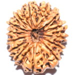 Collector 14 Mukhi Rudraksha