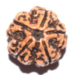 Collector 5 Mukhi Rudraksha