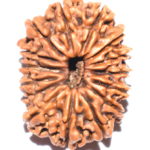 Collector 15 Mukhi Rudraksha