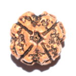 4 Mukhi Rudraksha
