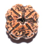 4 Mukhi Rudraksha