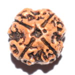 4 Mukhi Rudraksha