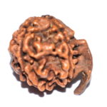 Ganesh Rudraksha